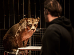 Lioness and Tamer in a Circus Arena